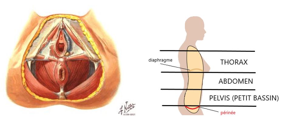 Muscles du périnée femme. Anatomie complète avec schémas - Mon Intimité